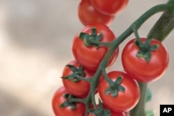 This undated image provided by All-America Selections shows Tomato Tonatico F1, an AAS-winning plant for 2025. (All-America Selections via AP)