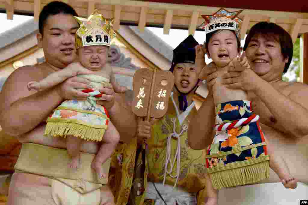 Para pegulat Sumo menggendong bayi-bayi yang menangis di depan para juri dalam lomba "Baby-cry Sumo" di Kanagawa, Jepang.
