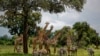 Giraffes Move Closer to Endangered Species Protection