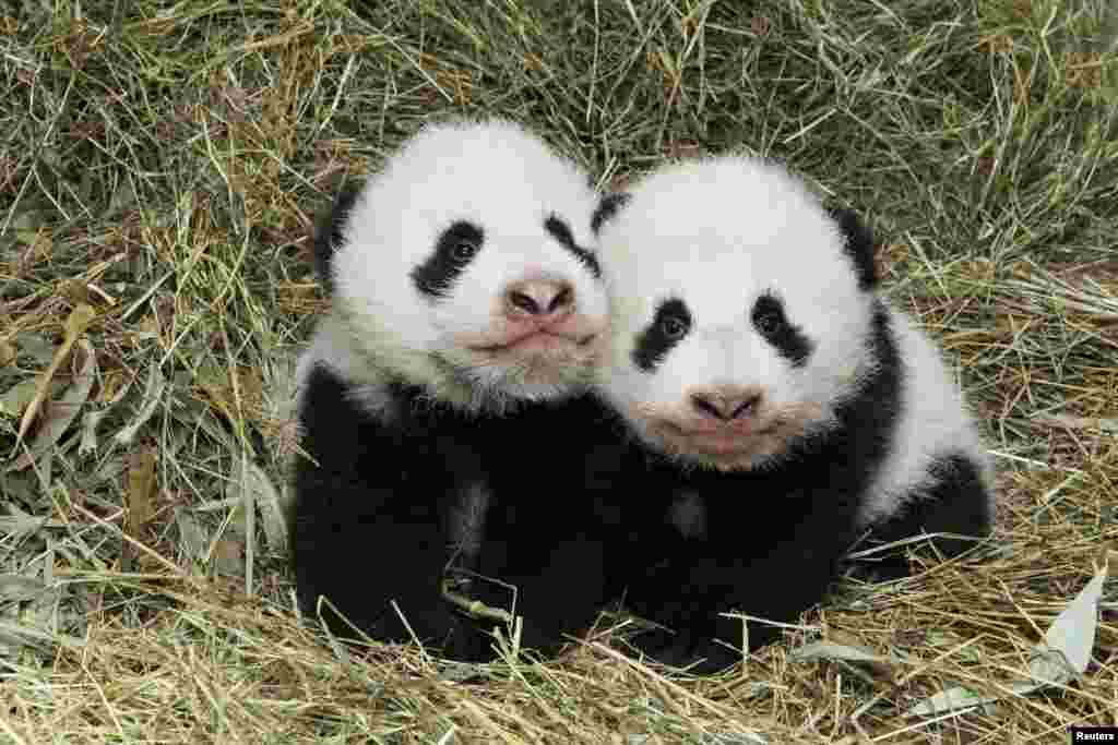 Dua bayi kembar panda, yang dilahirkan 7 Agustus lalu, terlihat di kebun binatang Schoenbrunn di Wina, Austria.