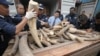 Malaysian customs officers show elephant tusks which were recently seized in Port Klang outside Kuala Lumpur December 11, 2012.