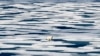 A polar bear stands on the ice in the Franklin Strait in the Canadian Arctic Archipelago, July 22, 2017. 