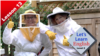 Lesson 13: Save the Bees!