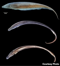 Different views of the Akawaio penak. ( photo courtesy Hernán López-Fernández)