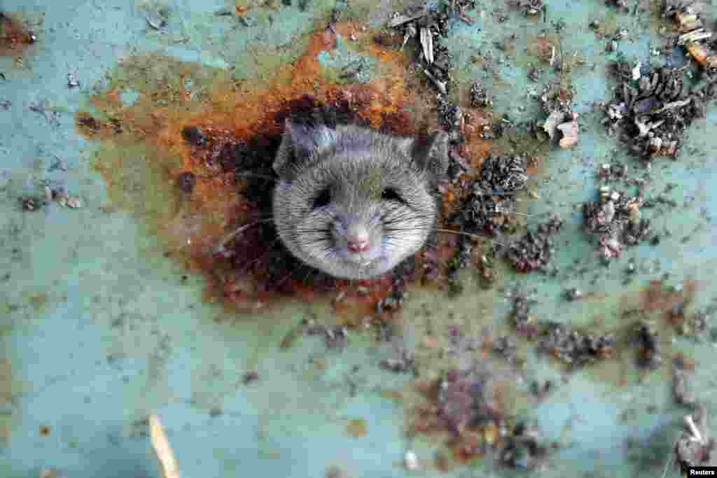 Seekor tikus menyembulkan kepalanya pada sebuah lobang tong sampah di Brooklyn, New York.
