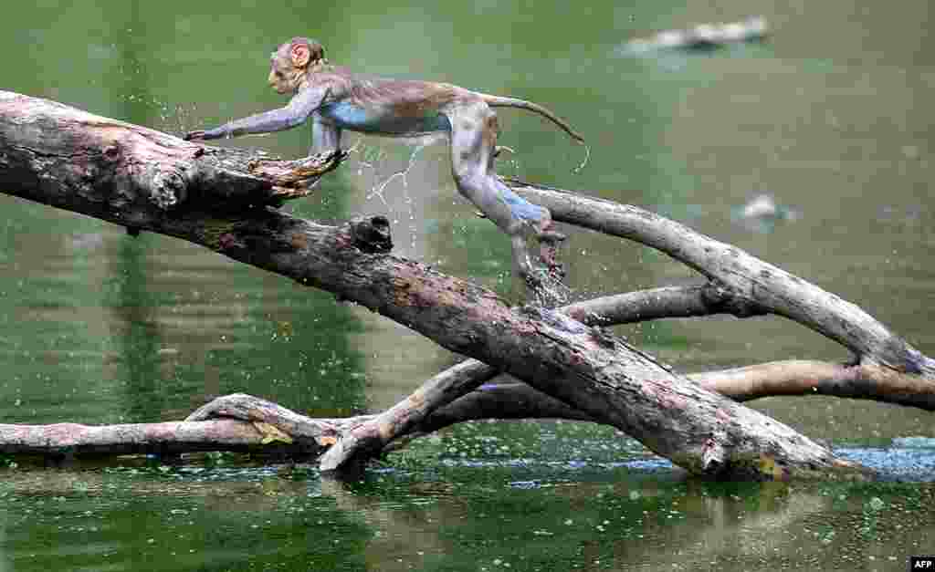 Seekor monyet melompat di antara cabang pohon di sebuah kolam pada hari yang panas di Allahabad, India.