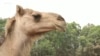 Australians Save Sanctuary Animals from Raging Bushfires