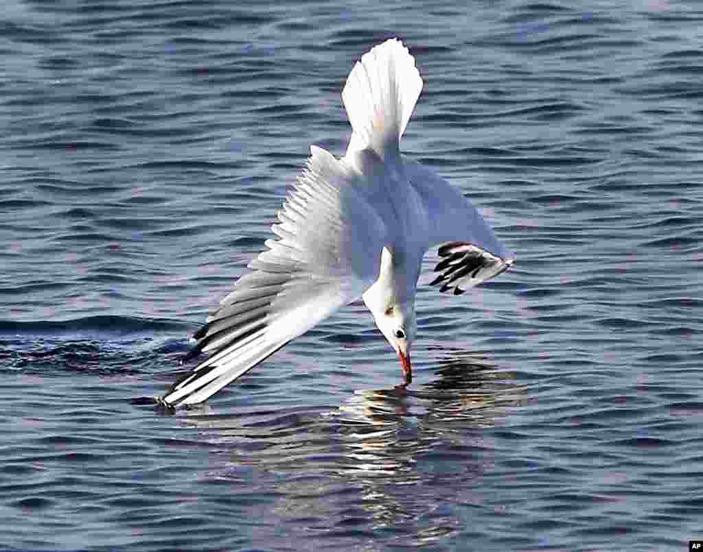 Seekor burung camar menangkap ikan di Laut Baltik dekat Pulau Fehmarn, Jerman utara.