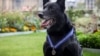 美国联邦特勤局警犬飓风