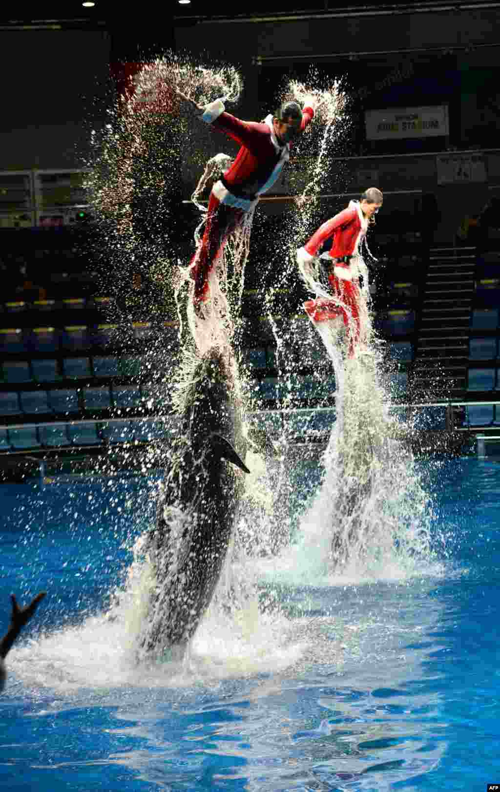 Dua orang pelatih menggunakan seragam Sinterklas bermain dengan lumba-lumba (kiri) dan ikan paus (kanan) pada pertunjukan di aquarium Aqua Stadium di kota Tokyo, Jepang.