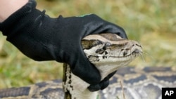 McKayla Spencer, the interagency python management coordinator for the Florida Fish and Wildlife Conservation Commission (FWC), holds up a Burmese python during a news conference, June 3, 2021, in the Florida Everglades.