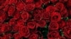 Colombia exportará 500 millones de flores para San Valentín