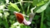 Natural remedies from a family of herbs called Aristolochia have been linked to kidney and cancer, according to British researchers. (Photo by Carsten Niehaus)