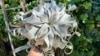 No Soil Needed to Grow Air Plants at Home
