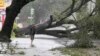 A man stands in front of an uprooted oak tree on Louisiana Avenue as Hurricane Isaac makes land fall in New Orleans, Louisiana, August 29, 2012.