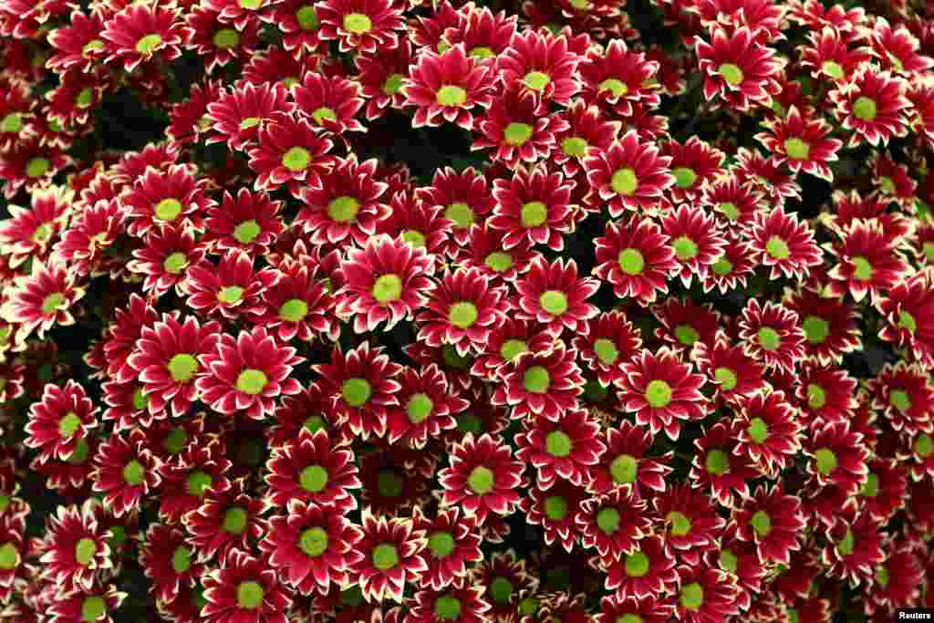 A National Chrysanthemum Society exhibit is displayed at the RHS Chelsea Flower Show in London, Britain,