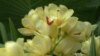 Beauty & Function: Orchids Have Medicinal, Food Uses