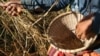 A farmer is harvesting rice grain in their traditional rice farm in Ratanakiri province, on December 1, 2015. (Nov Povleakhena/VOA Khmer)