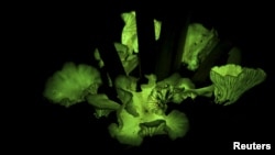 N. gardneri mushrooms are seen growing on the base of a young babassu palm in Gilbues, Brazil, in this undated handout picture. 