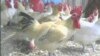 Medical Journal Ends Moratorium on Controversial Bird Flu Study
