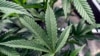 US Senators Hail Recommendation to Ease Marijuana Restrictions