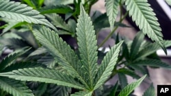 FILE - Marijuana plants are seen at a growing facility in Washington County, N.Y., May 12, 2023. The U.S. Department of Health and Human Services has delivered a recommendation to the Drug Enforcement Administration on marijuana policy, 