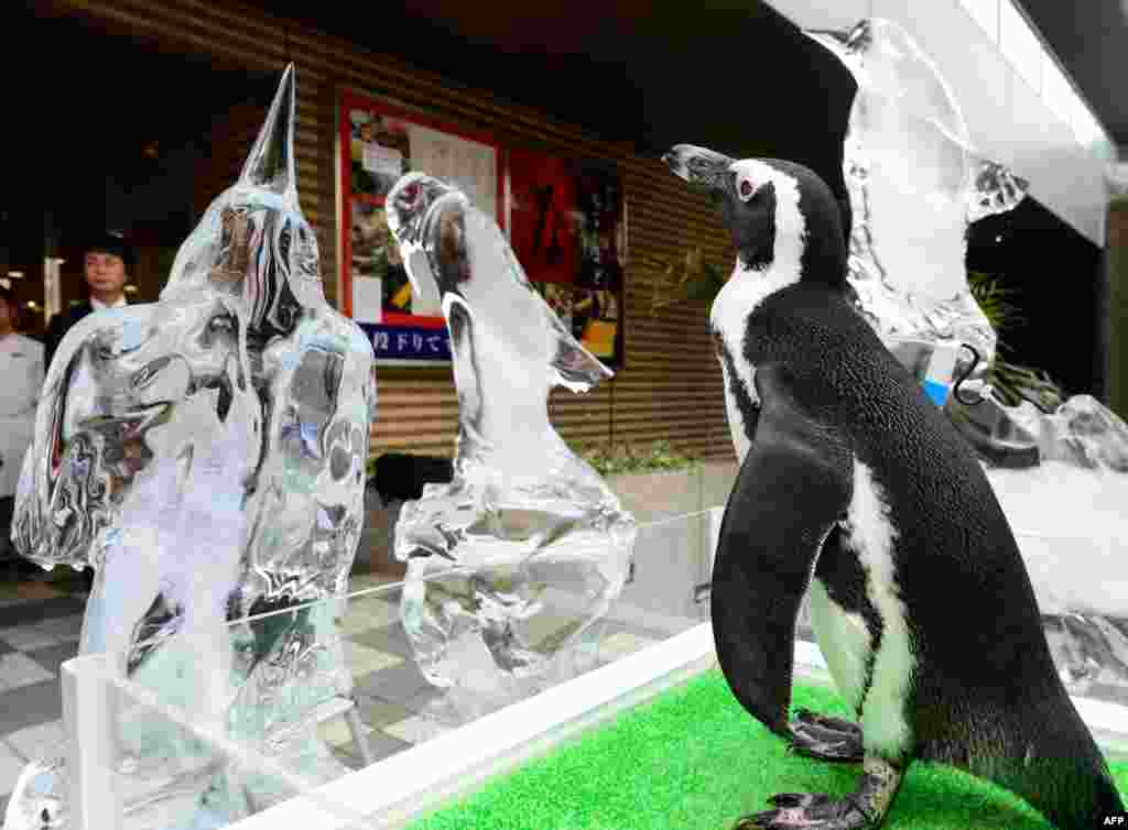 Penguin Afrika "Ao" dari stadion akuarium Shinagawa Aqua berdiri di antara patung-patung es penguin untuk menarik para pengunjung yang tengah berlibur musim panas di Tokyo, Jepang.