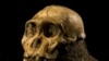 Skull of Australopith discovered in South Africa