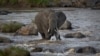 FILE - An elephant crosses the Mara River in the Maasai Mara, Kenya, July 6, 2015. Six elephants were found dead in three wildlife refuges in Narok County, southwest Kenya. 