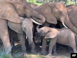 In this undated photo, an African elephant family comforts a calf in Samburu National Reserve, Kenya. (George Wittemyer via AP)