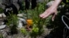 Study: Replanting Same Trees Cannot Replace Burned Forests 