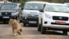 FILE - A female lion walks along a road as visitors sit in their vehicles at Nairobi's National Park in Kenya's capital Nairobi, July 12, 2014. 