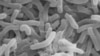 Bacteria