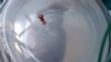 Spanish Researchers Aim to 'Trick Nature' with Manufactured Uterus