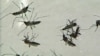MosquitoesRapid Blood Test 