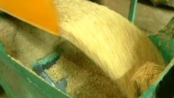 US Study Finds High Levels of Lead in Imported Rice