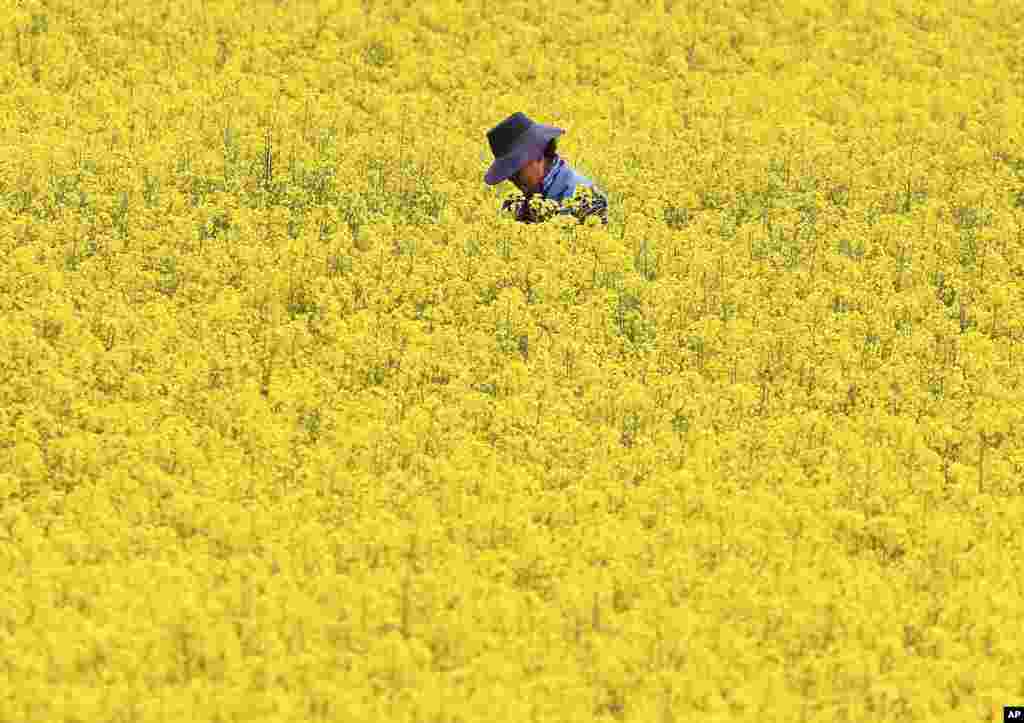 Seorang perempuan berdiri di ladang yang dipenuhi bunga rapa (rapeseed) di pinggiran Frankfurt, Jerman.