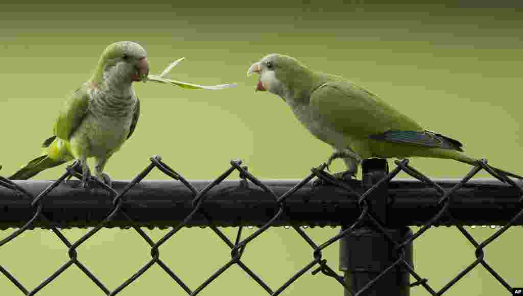 Dua burung parkit berebut sehelai rumput di Cooper City, Florida, AS.