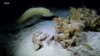 Scientists Study Climate Change in Ocean’s Midnight Zone