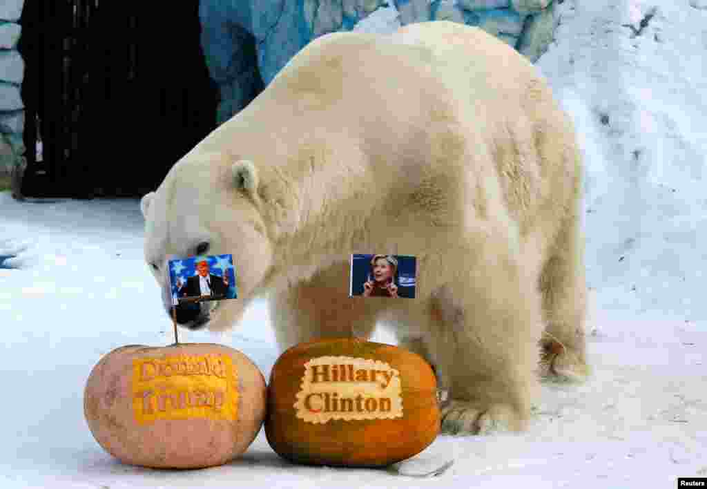 Felix, seekor beruang kutub jantan, berdiri dekat labu dengan potret calon presiden AS, Hillary Clinton dan Donald Trump telah diminta untuk memprediksi hasil pemilihan presiden AS, di kebun binatang Royev Ruchey di Krasnoyarsk, Siberia, Rusia.