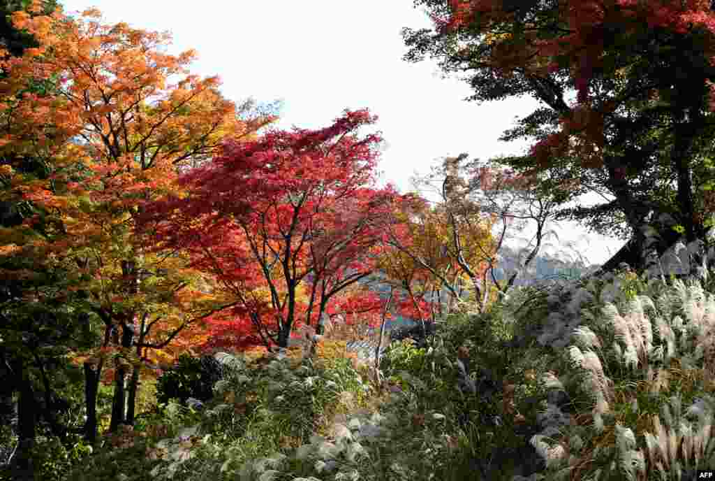 Daun-daun berubah menjadi warna-warni saat musim gugur di Hakone, Kanagawa, Jepang.