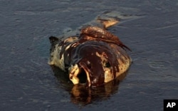 Derrames de petróleo contribuem para a destruição da fauna marinha, o que põe em causa a actividade dos pescadores (foto de arquivo)