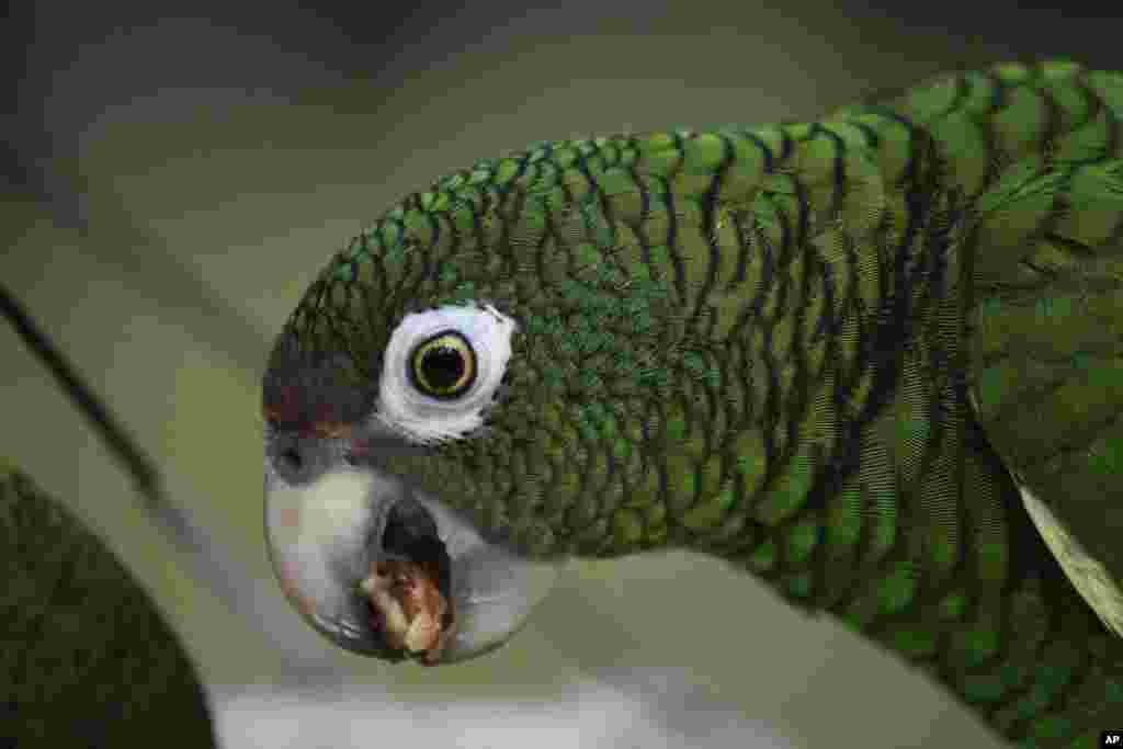 2018年11月6日,波多黎各鹦鹉(Puerto Rican parrot)在一个飞行笼内进食。美国鱼类和野生动物管理局与林务局开展救助鹦鹉行动。