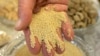 FILE - Grain known as amaranth at the NuWorld Amaranth plant, Dyersville, Iowa.