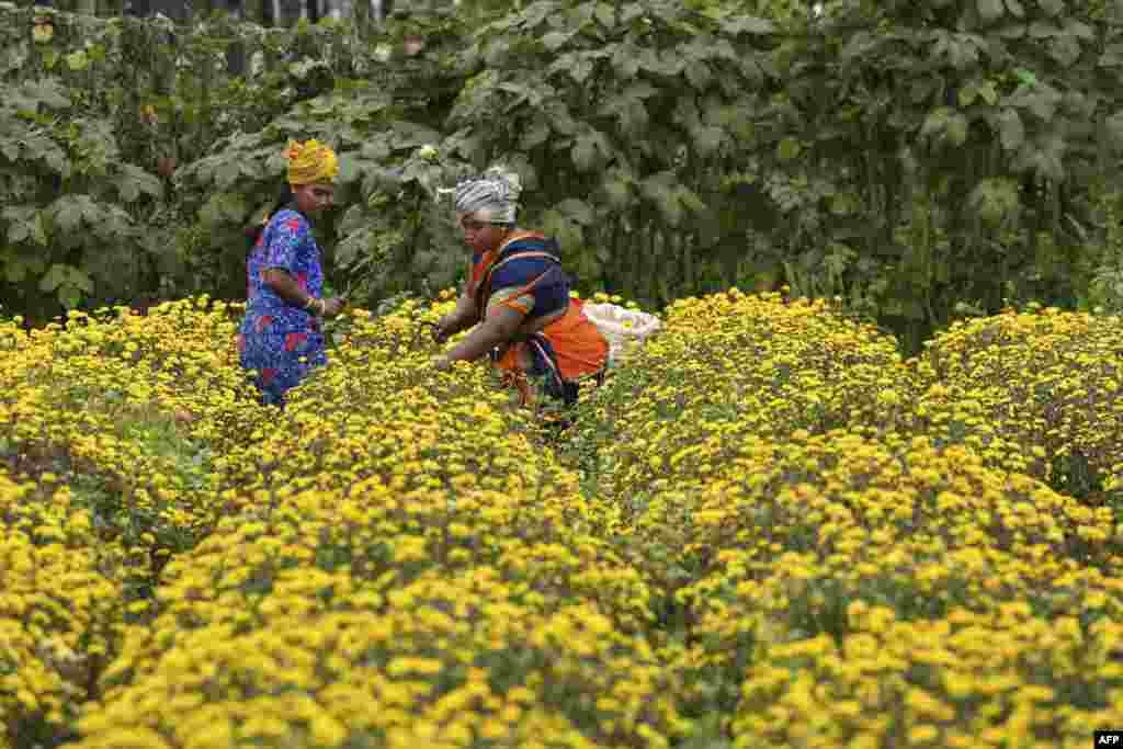 Farmers harvest chrysanthemum flowers from a field on the outskirts of Bangalore, India.