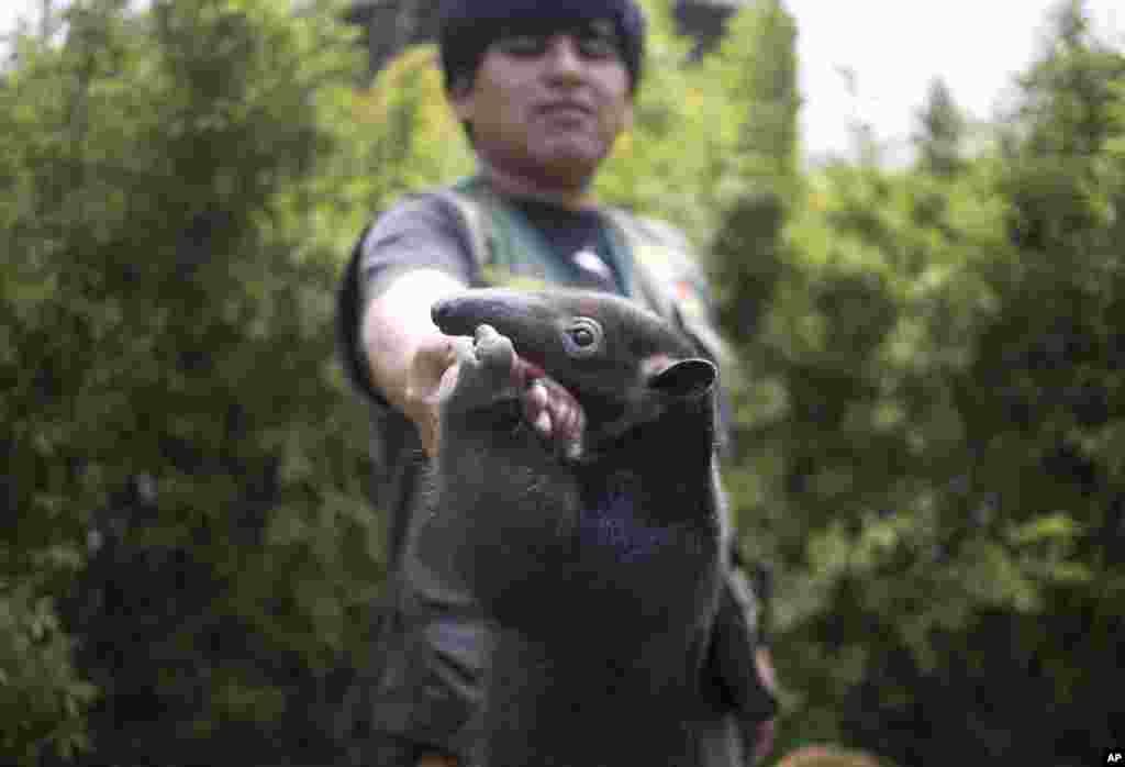 Seorang petugas kebun binatang bermain dengan tamandua anteater (sejenis trenggiling) di kebon binatang Huachipa, pinggiran Lima, Peru.