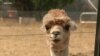 Australians Save Sanctuary Animals from Raging Bushfires