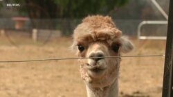 Australians Save Sanctuary Animals from Raging Bushfires