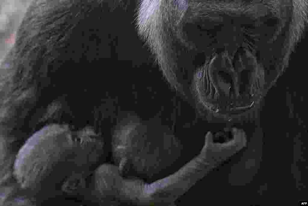 Western lowland gorilla Imbi and her baby are seen at the zoo in Belo Horizonte, Brazil.