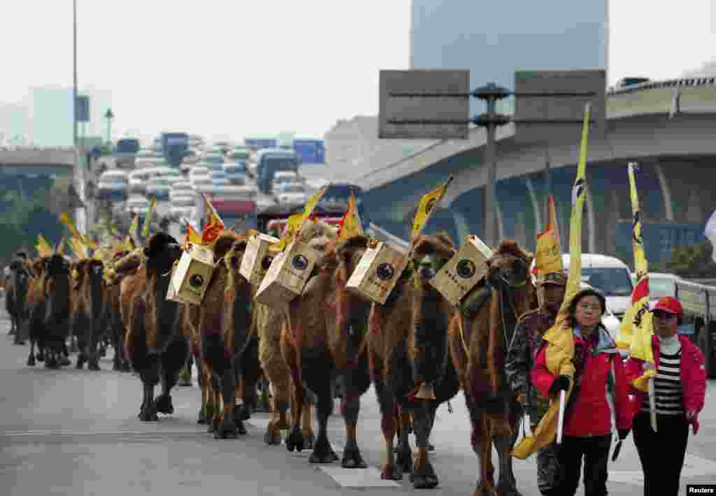 Sekitar 100 ekor unta membawa kotak berisi teh berjalan di sebuah jalan di kota Changsha, provinsi Hunan, China dalam sebuah acara untuk mengenang sejarah perdagangan dari daratan China ke Eropa.